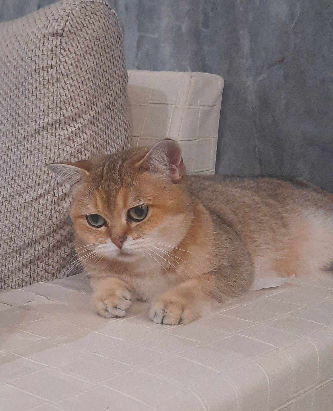 ПРОПАЛА КОШКА