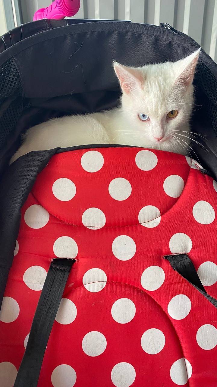 Пропала кошка , белая. Ул Заво...