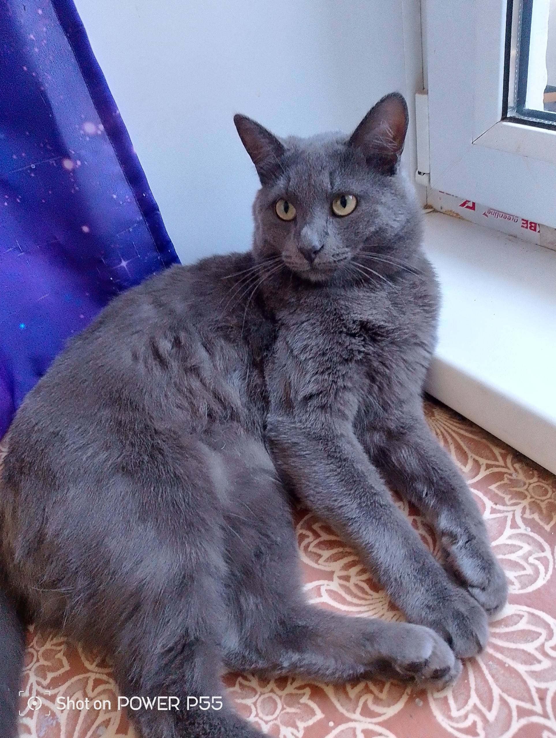 Найден кот. Район гомзово, под...