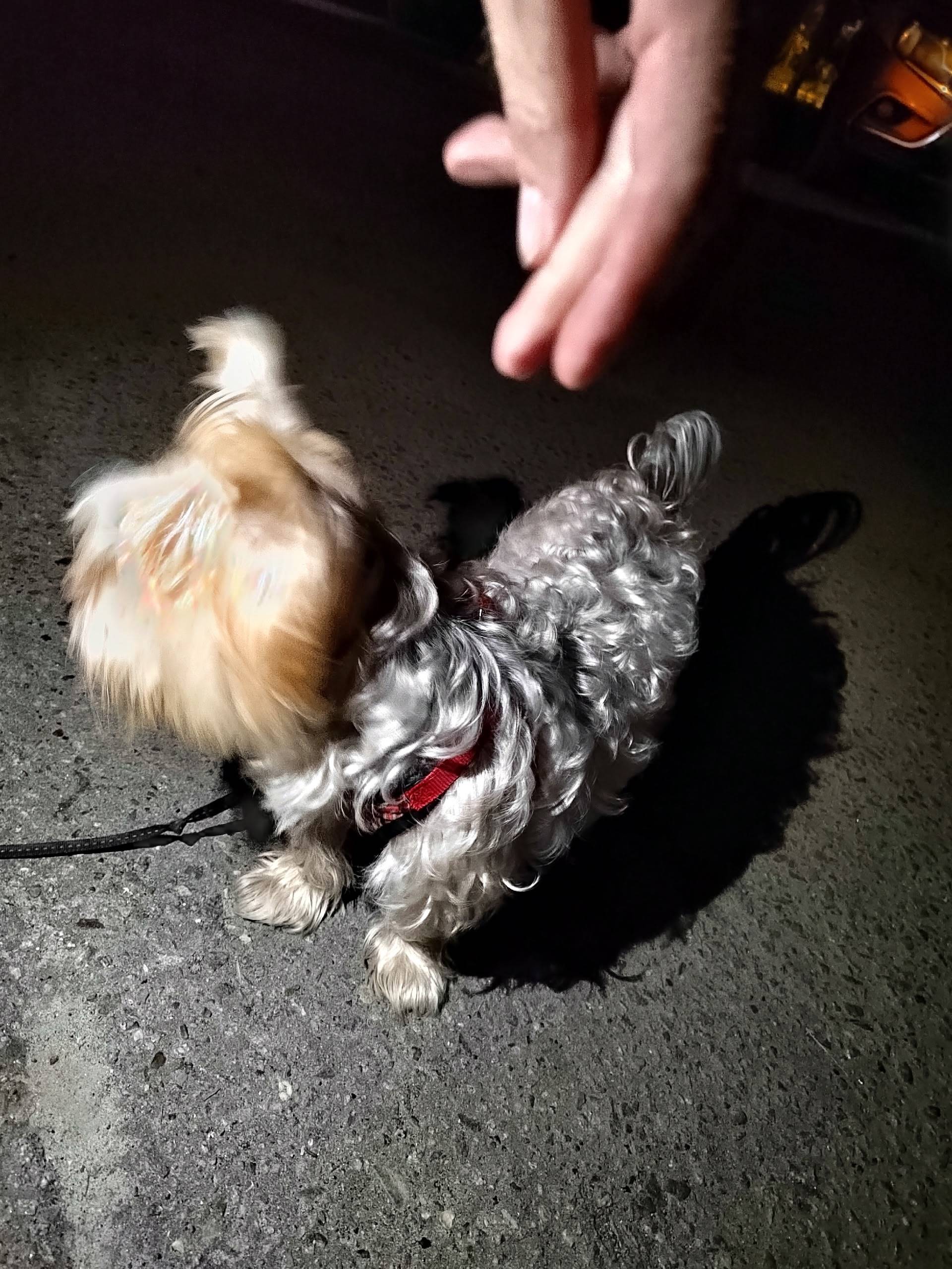 Найдена домашняя собака Ул. Жу...