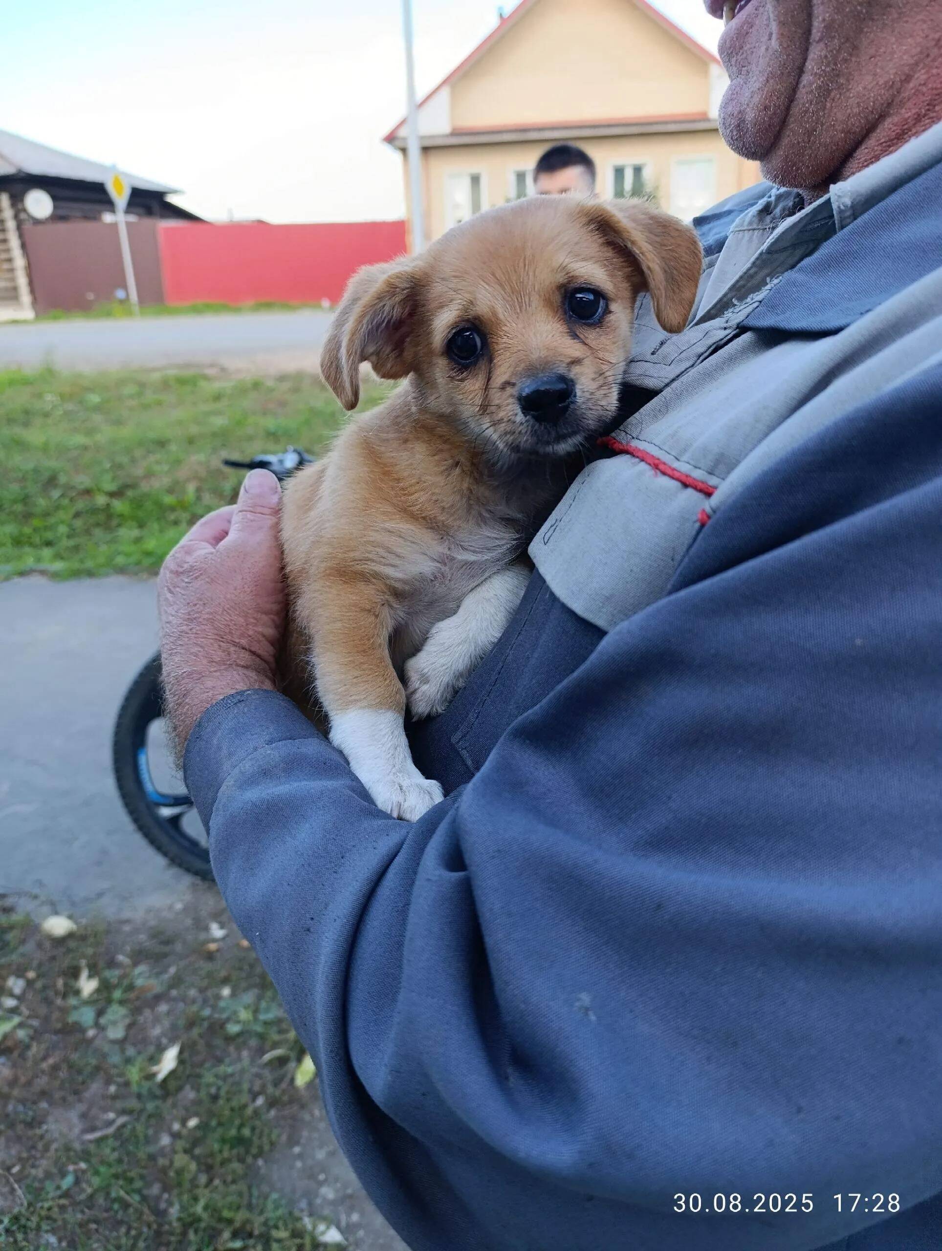 Найден щенок в Микрорайоне Окт...