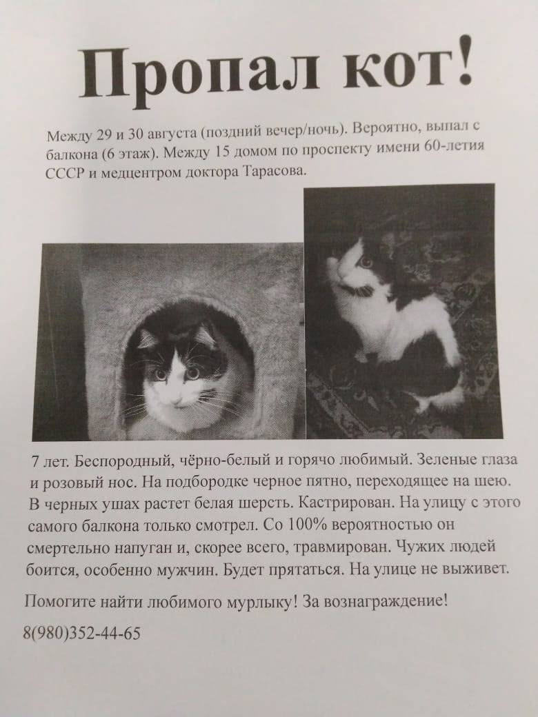 ПРОПАЛ КОТ!! Район ПРОСПЕКТ ИМ...