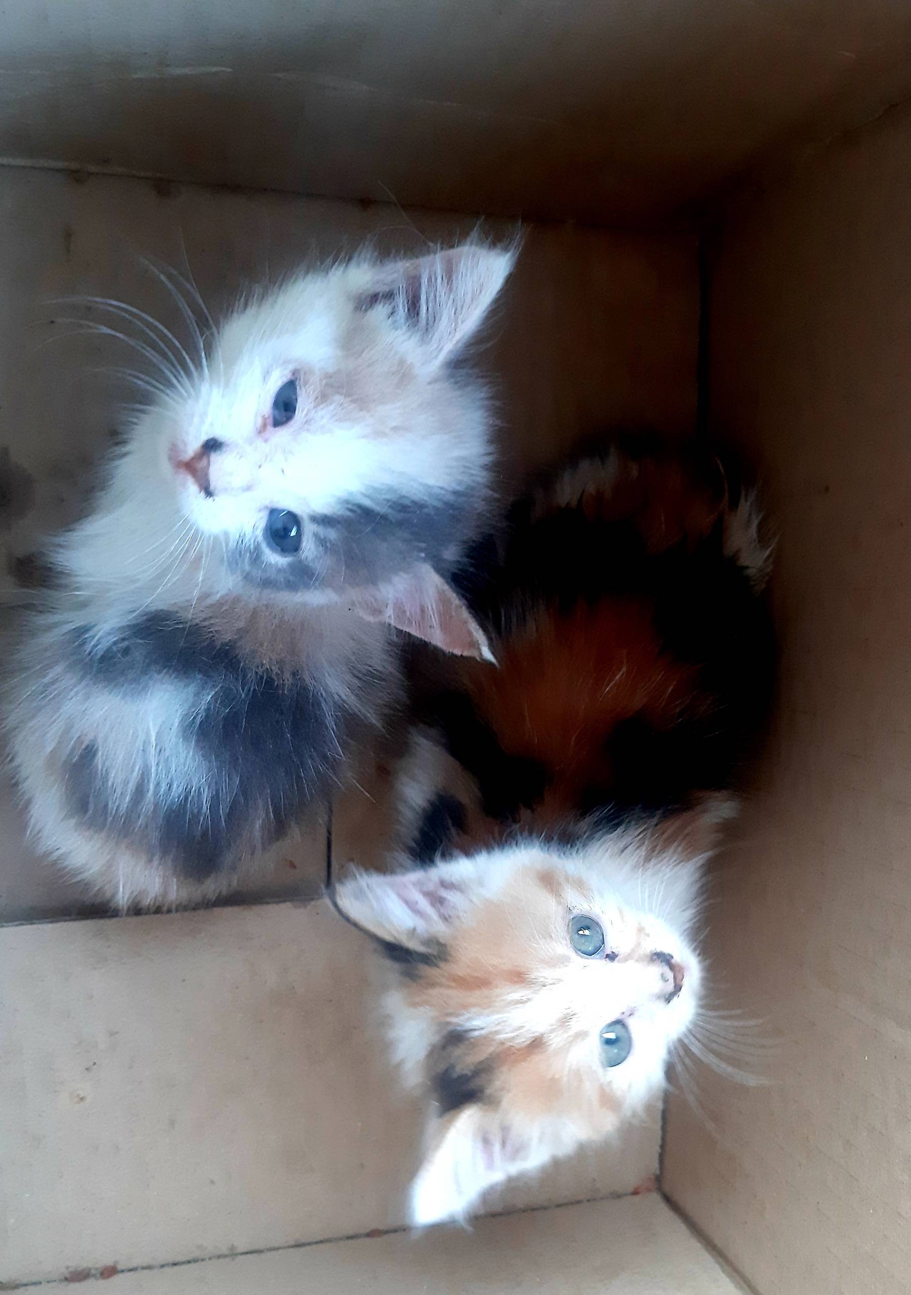 Были найдены на даче котята, с...