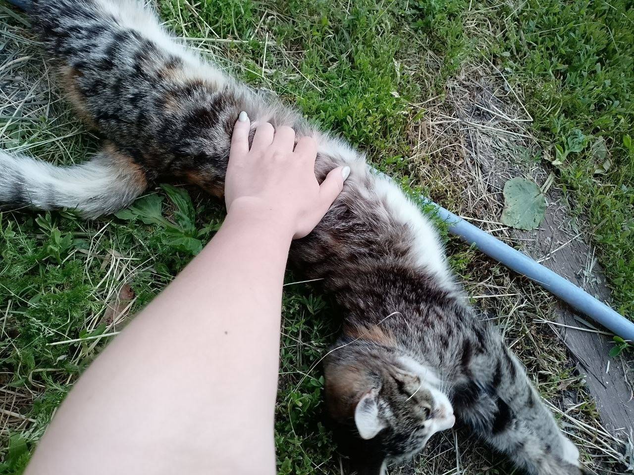 Пропала кошка в районе Зелёной...