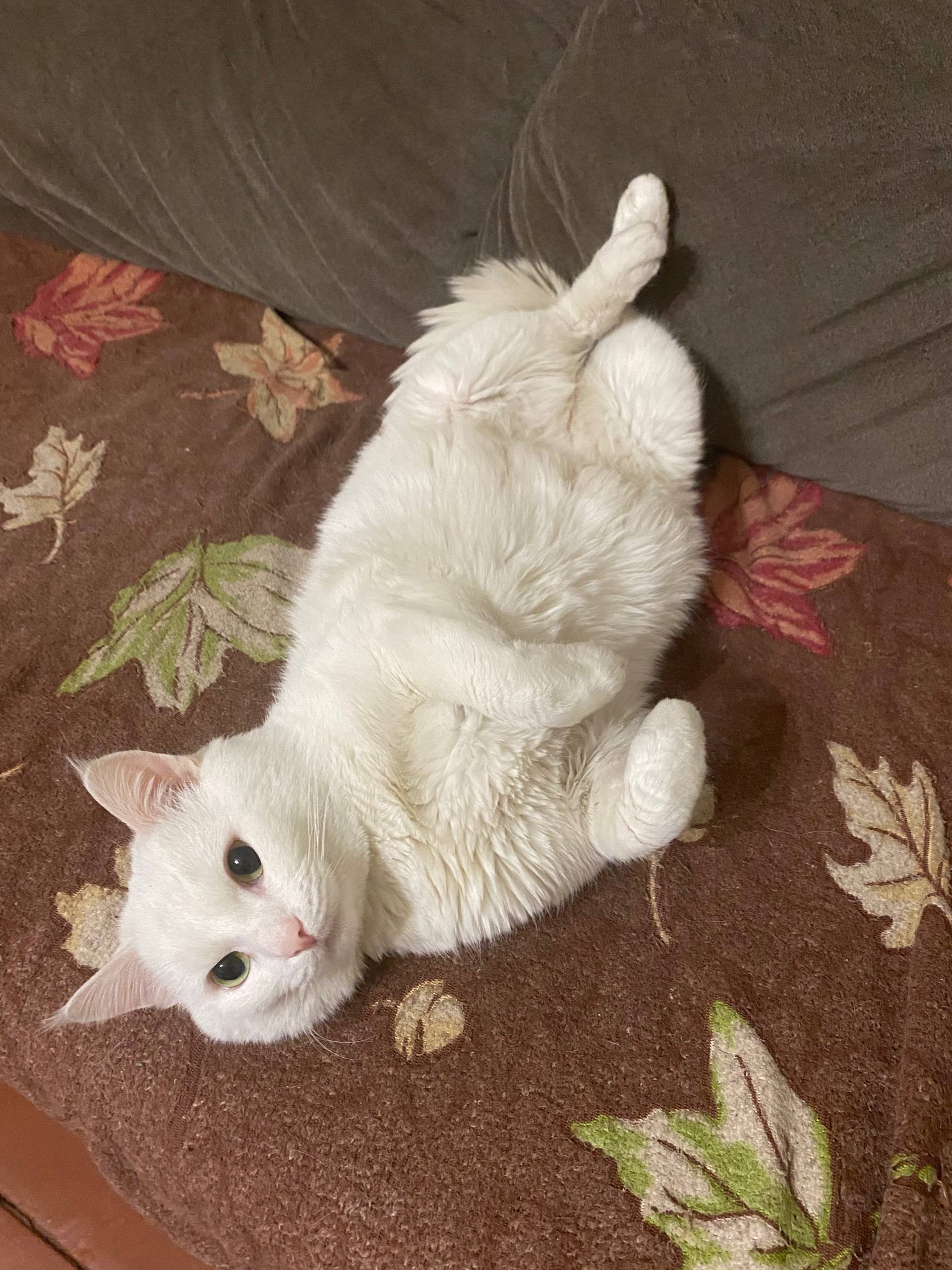 Пропал кот, район зиминки. Есл...