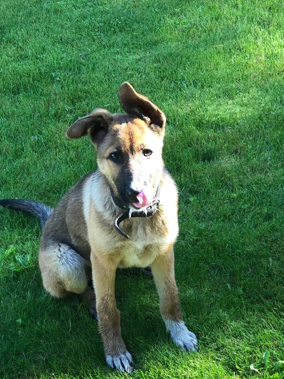 Найден щенок🆘! Малаховка, Толс...