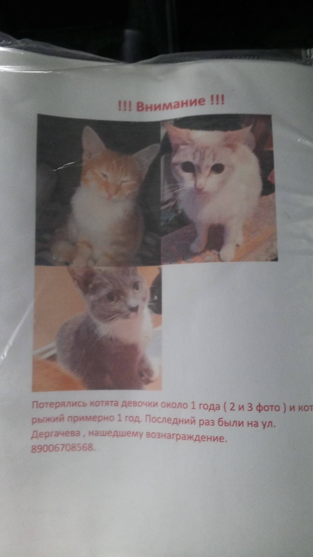 Пропали котята !!! Видели на у...