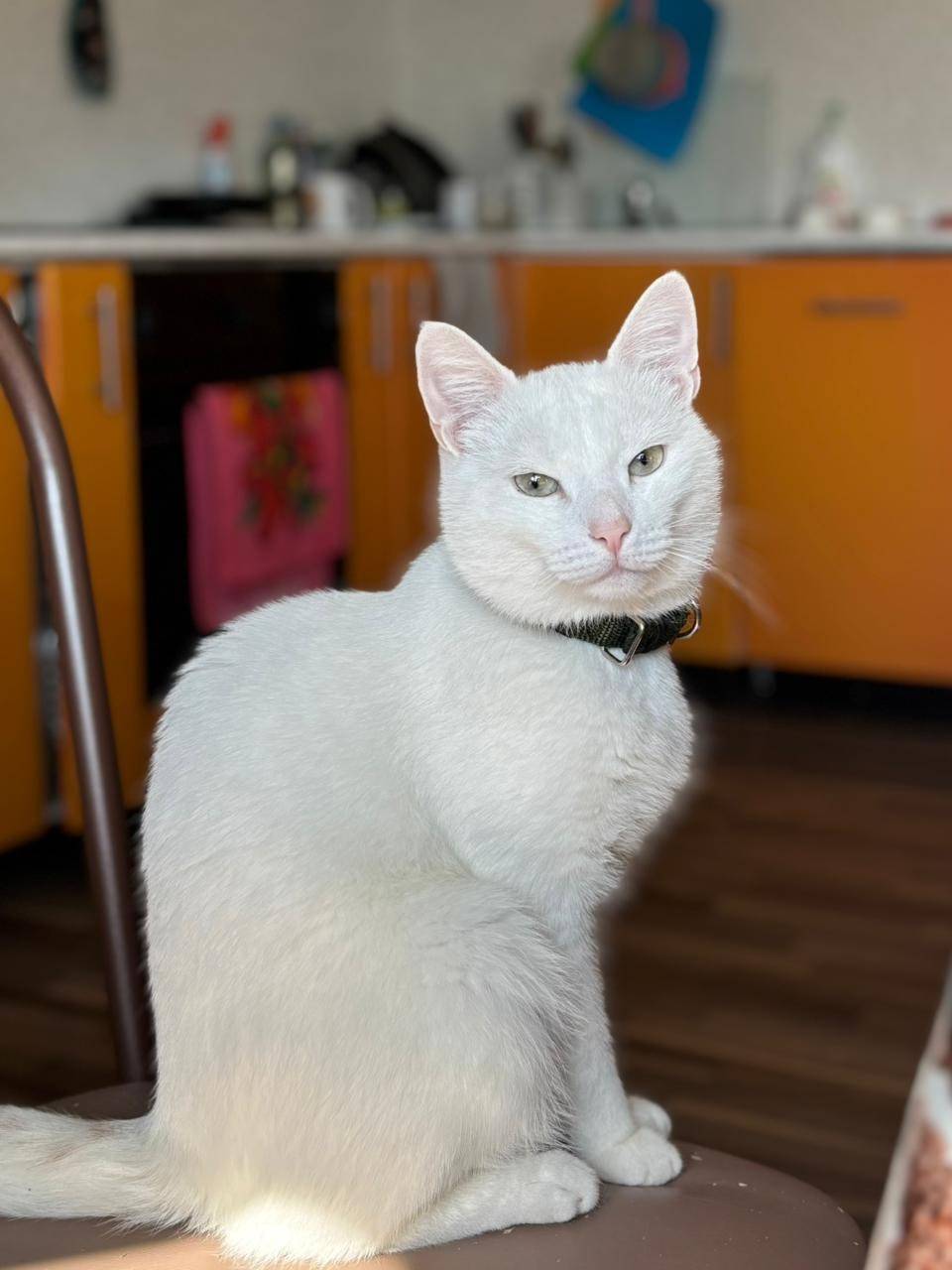 Пропал кот белый с коротким хв...