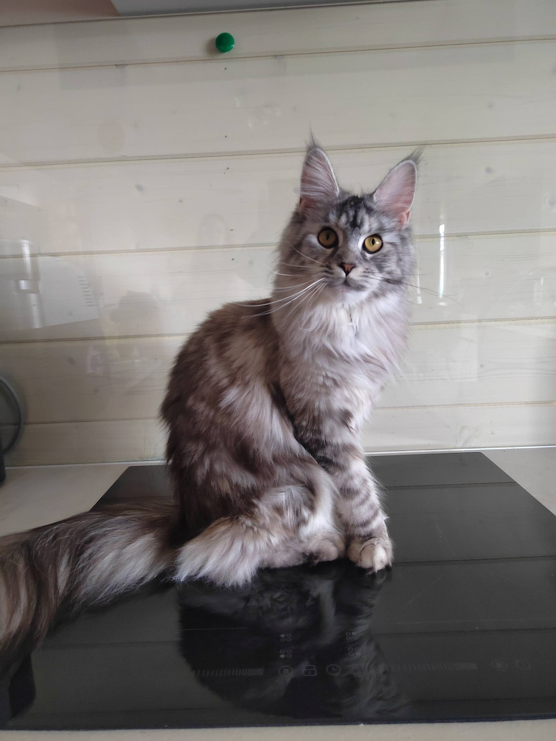 Пропала кошка, вчера вечером. ...