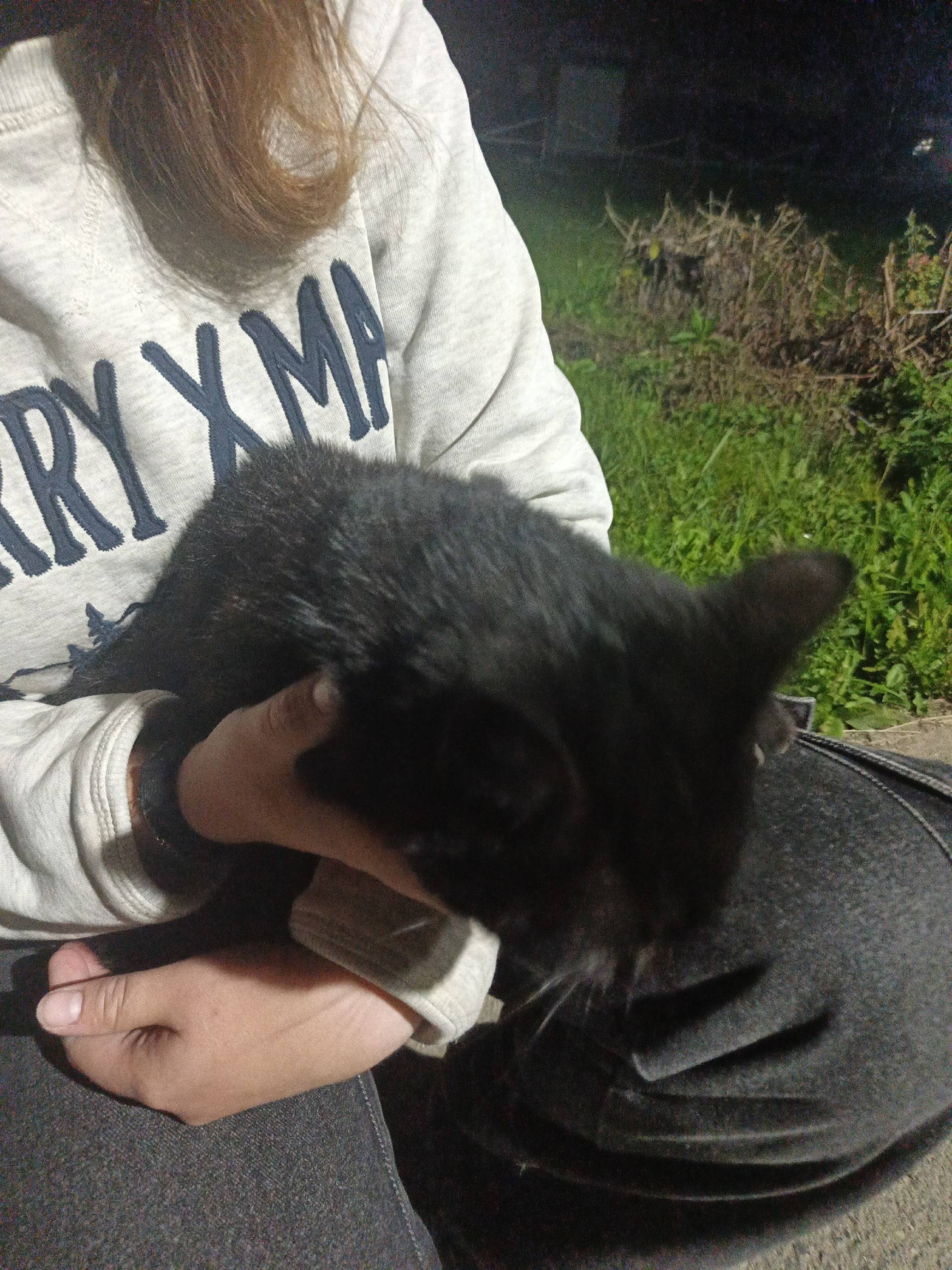 Найдена кошка, по улице пригор...