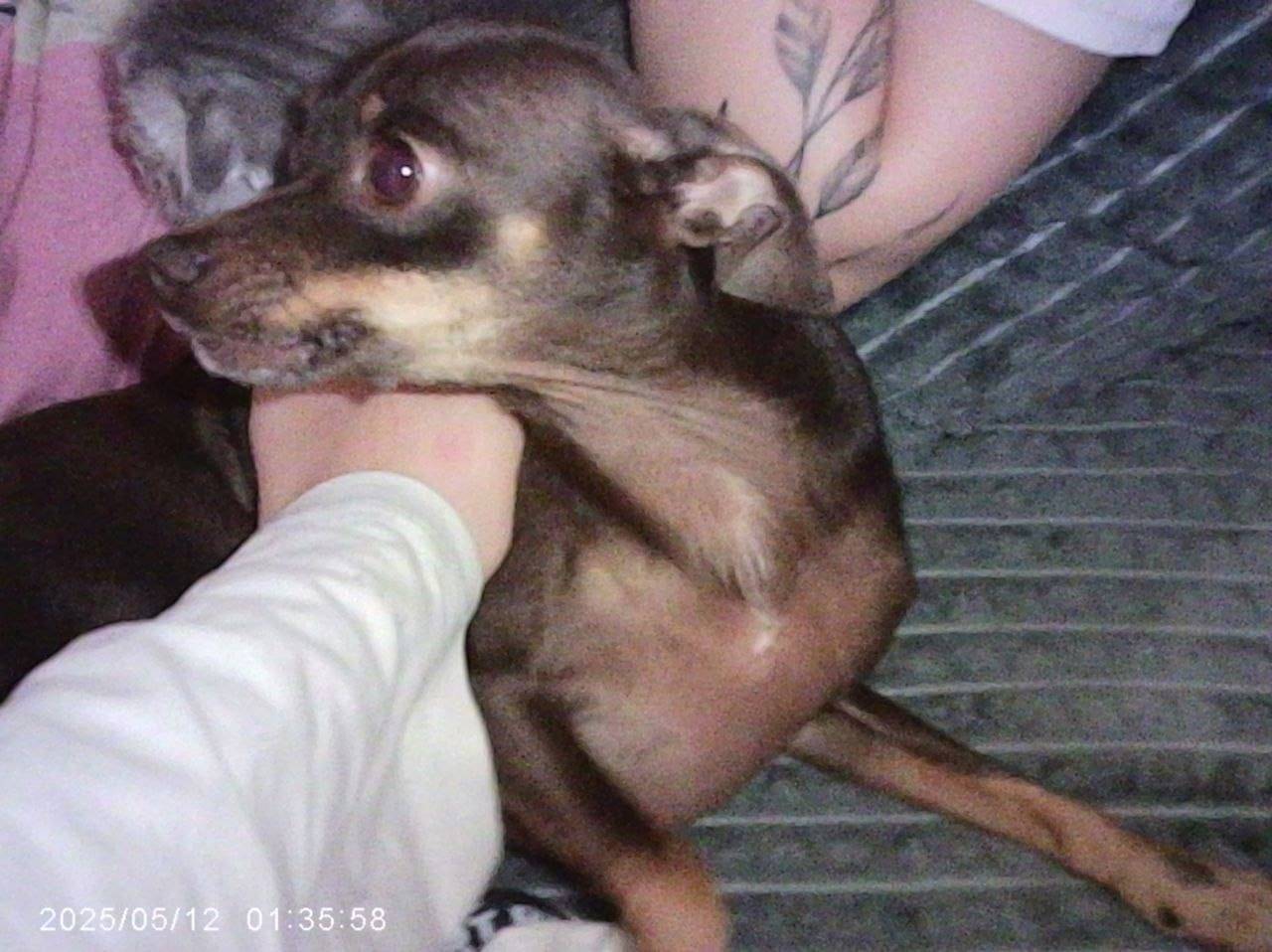 Пропала собака породы той-терь...