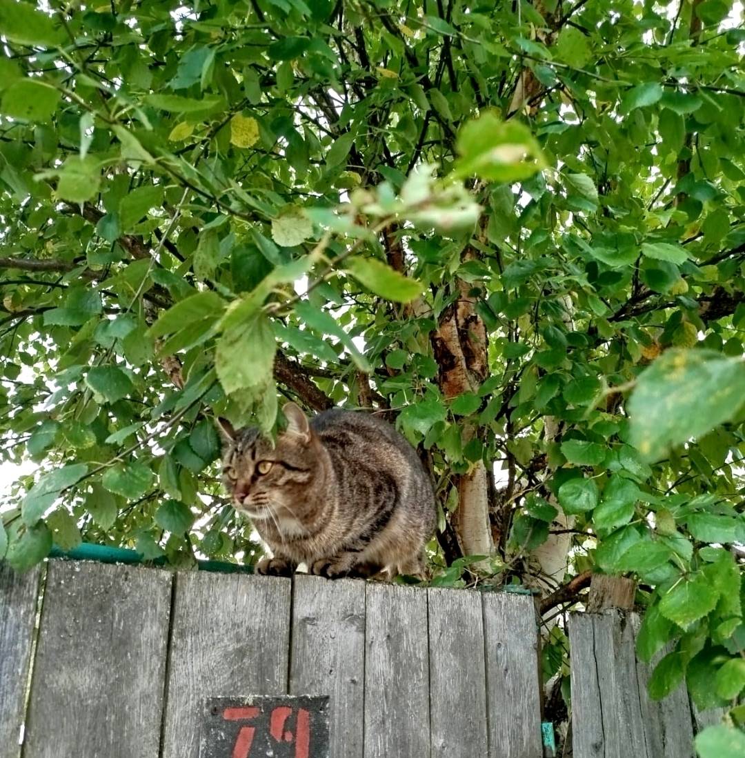 В районе дач Урожай пропал кот...