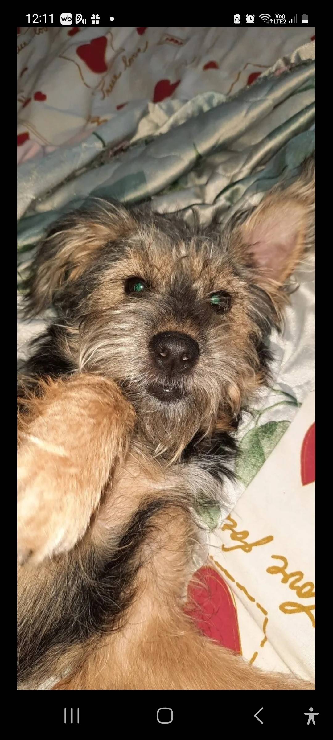 Потерялась собака, звать Маня....