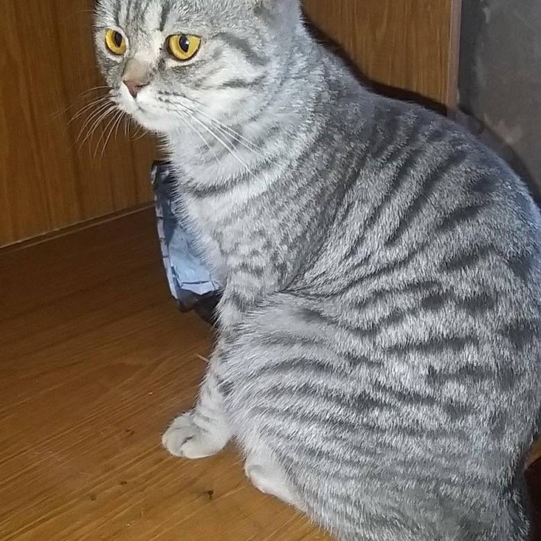 Здравствуйте. В районе 53 дома...