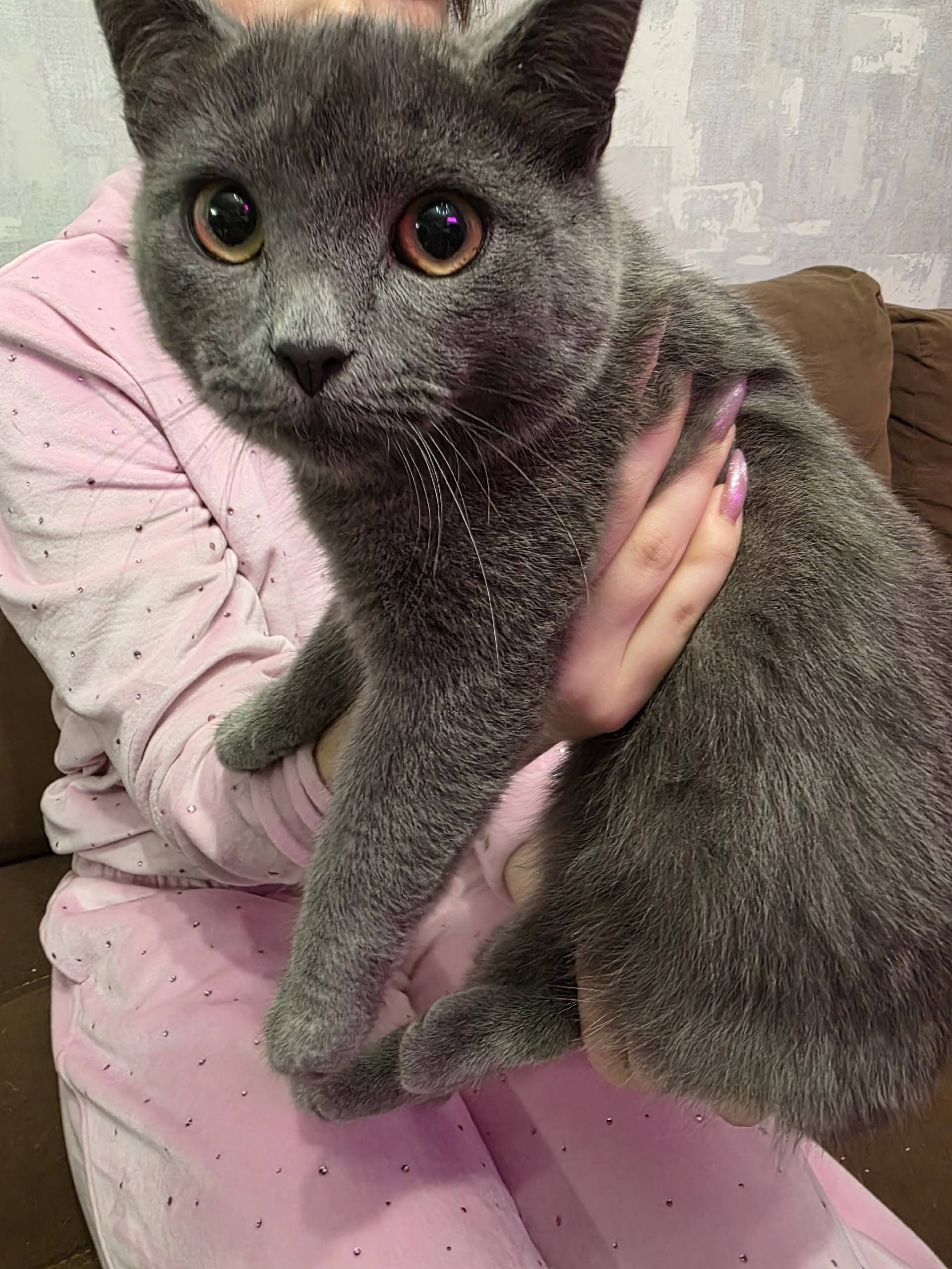 Найден кот, молодой, точно дом...