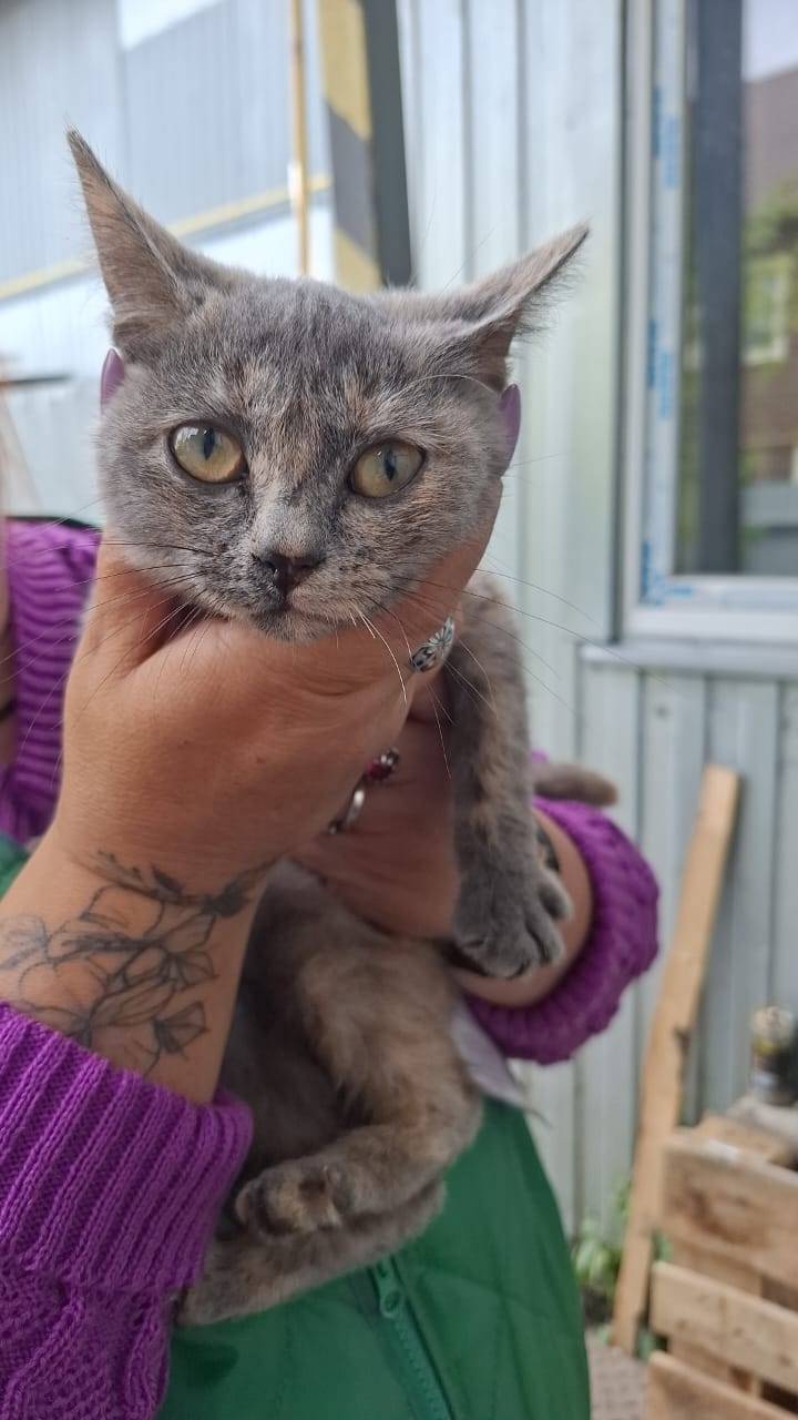 Найден котёнок (кошечка), возр...