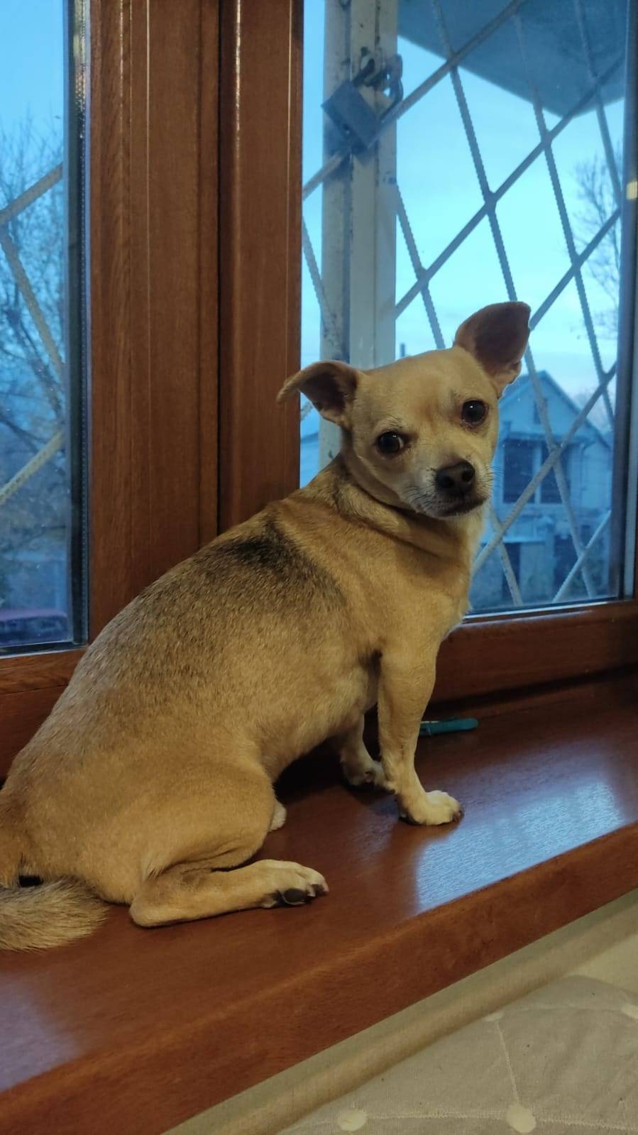 Поиск собаки!!! У наших коллег...