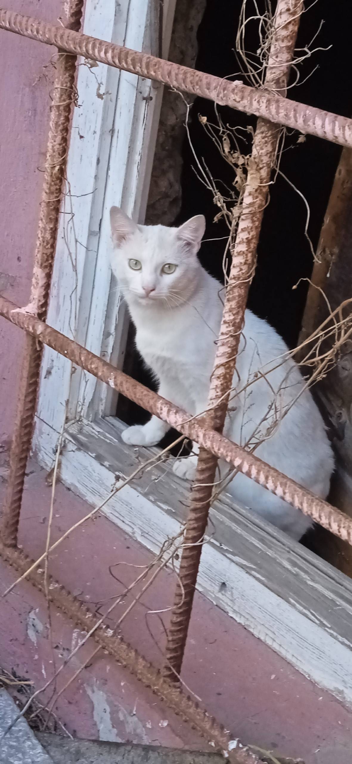 ЗАМЕЧЕН КОТ/КОШКА! Район Белпо...