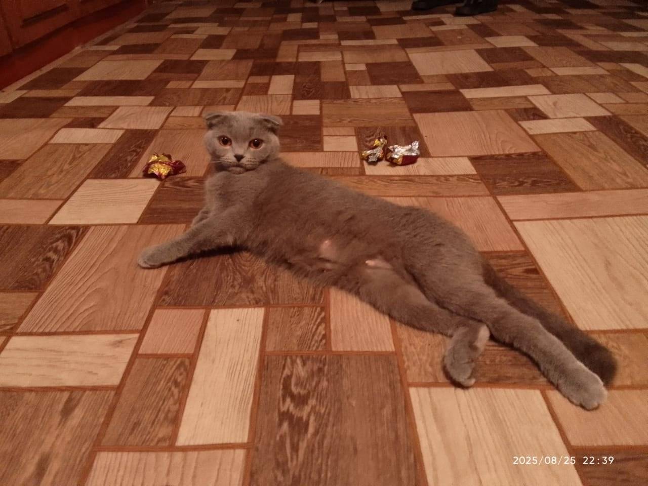 Пропала кошка может кто видел....