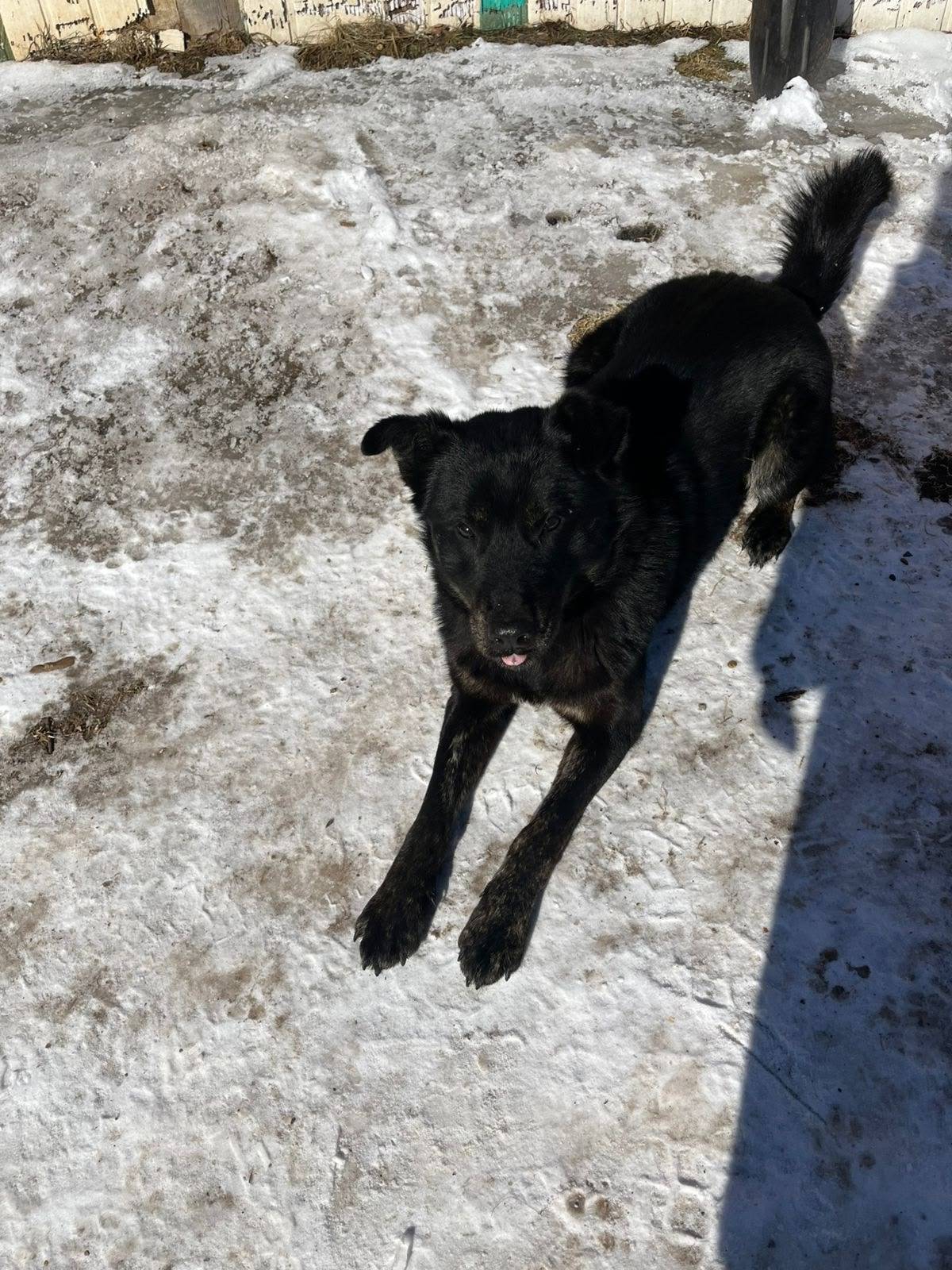 Пропала собака😔. Откликается н...