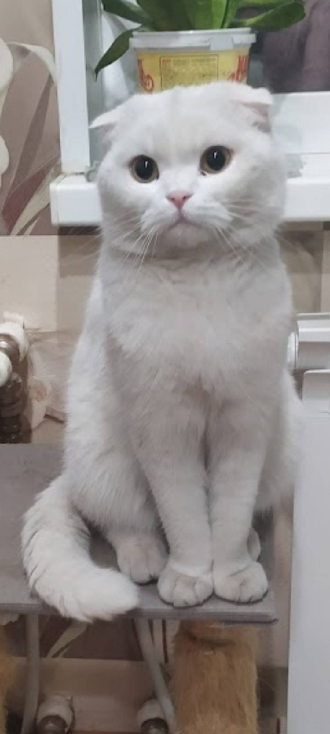 Пропал кот . Живём на улице Ор...