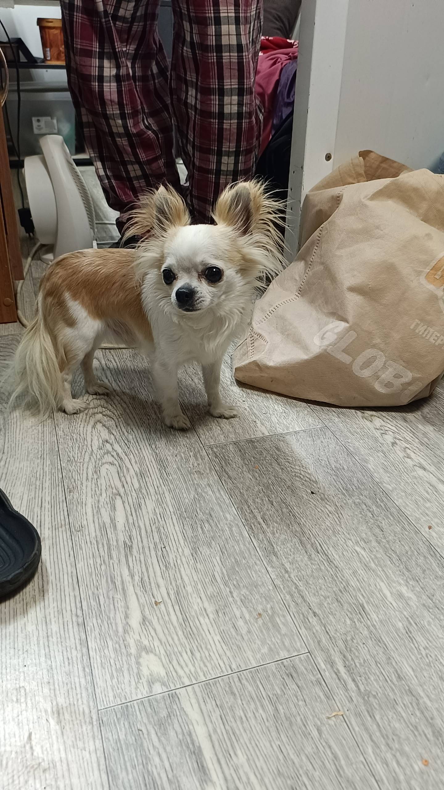 Нашли чихуахуа на трассе м 5.....