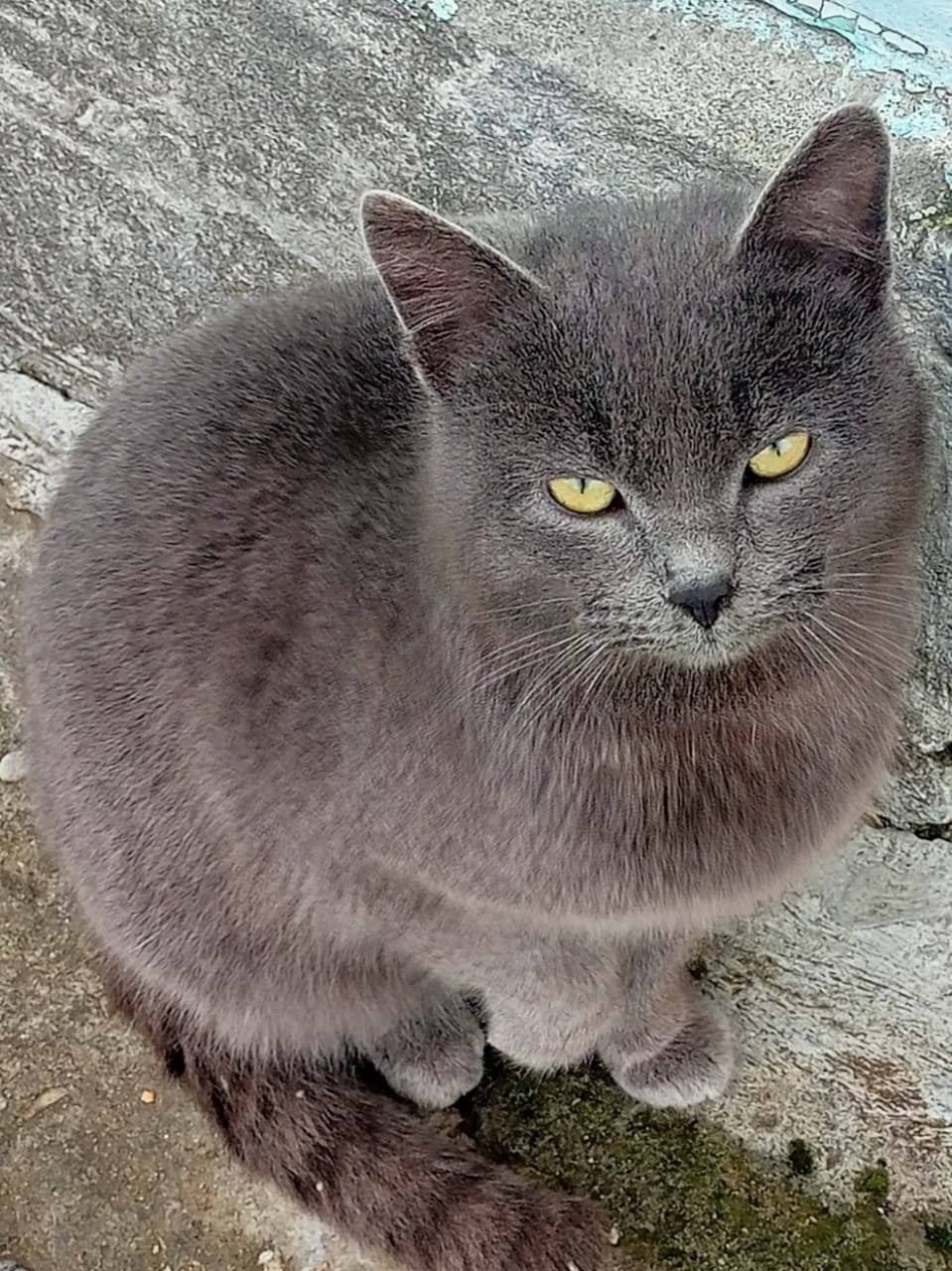 Пропал кот с Прасковея , район...