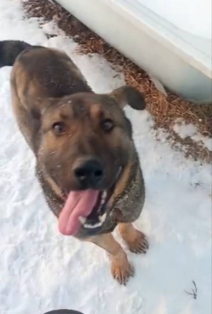 Убежала собака в районе улицы ...