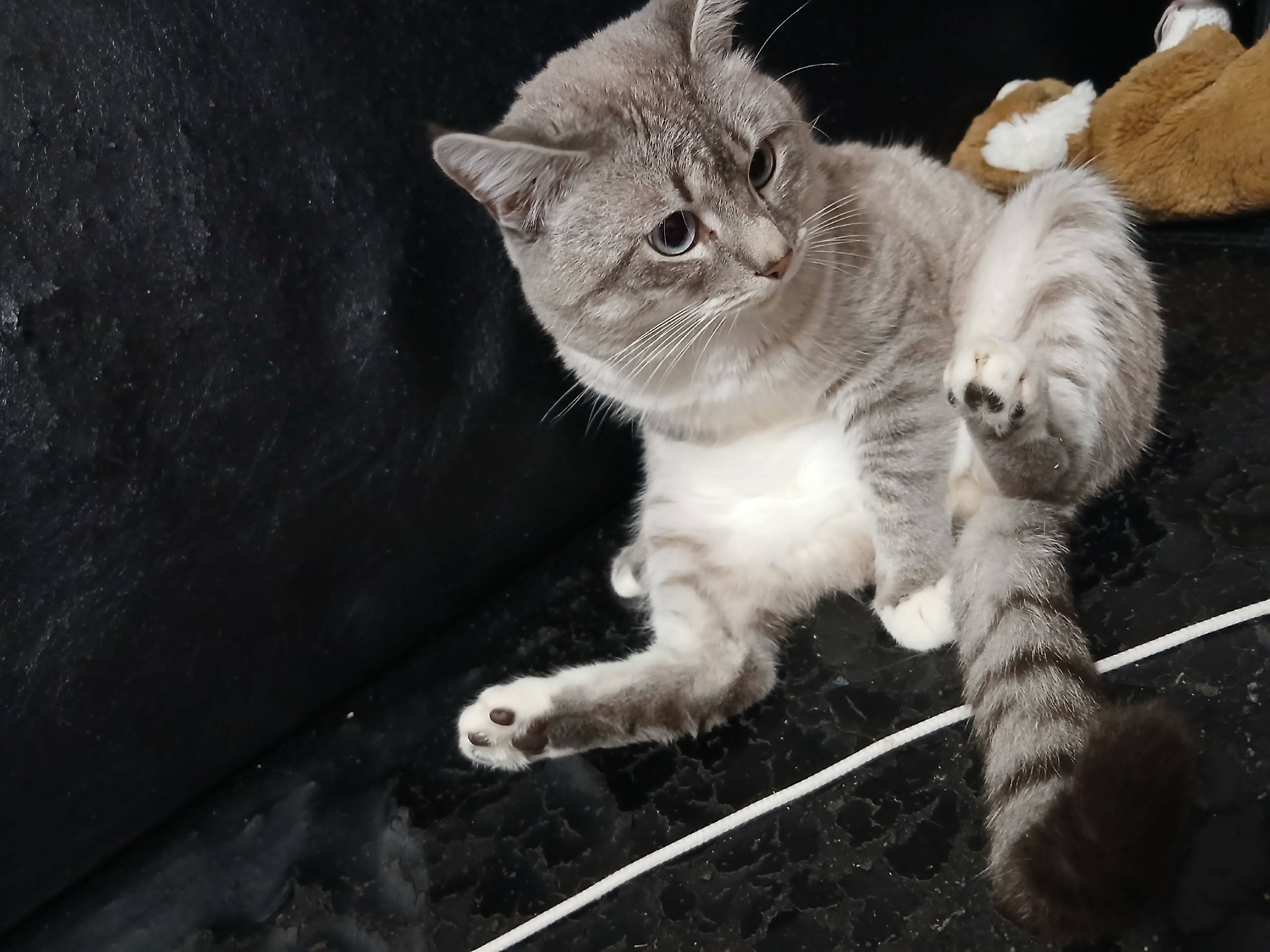 Пропал кот. Район Котельнич2 у...