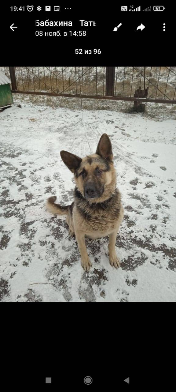 Потерялся пёс, кличка Грей, ра...