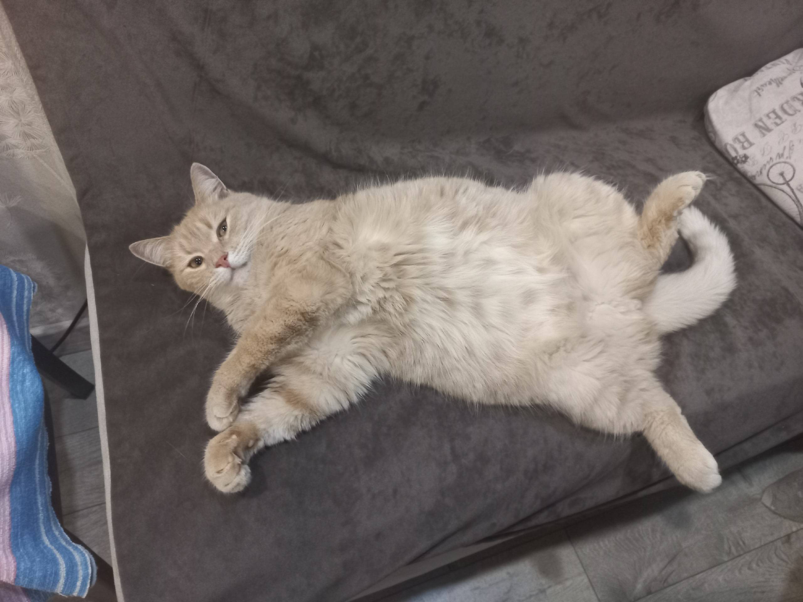 Пропал кот в районе улицы Ломо...