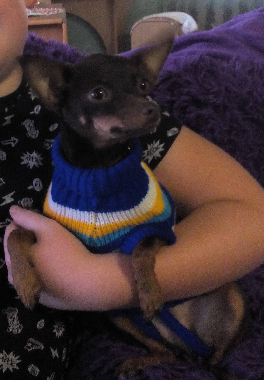 25.09.2025 пропала собака (дев...