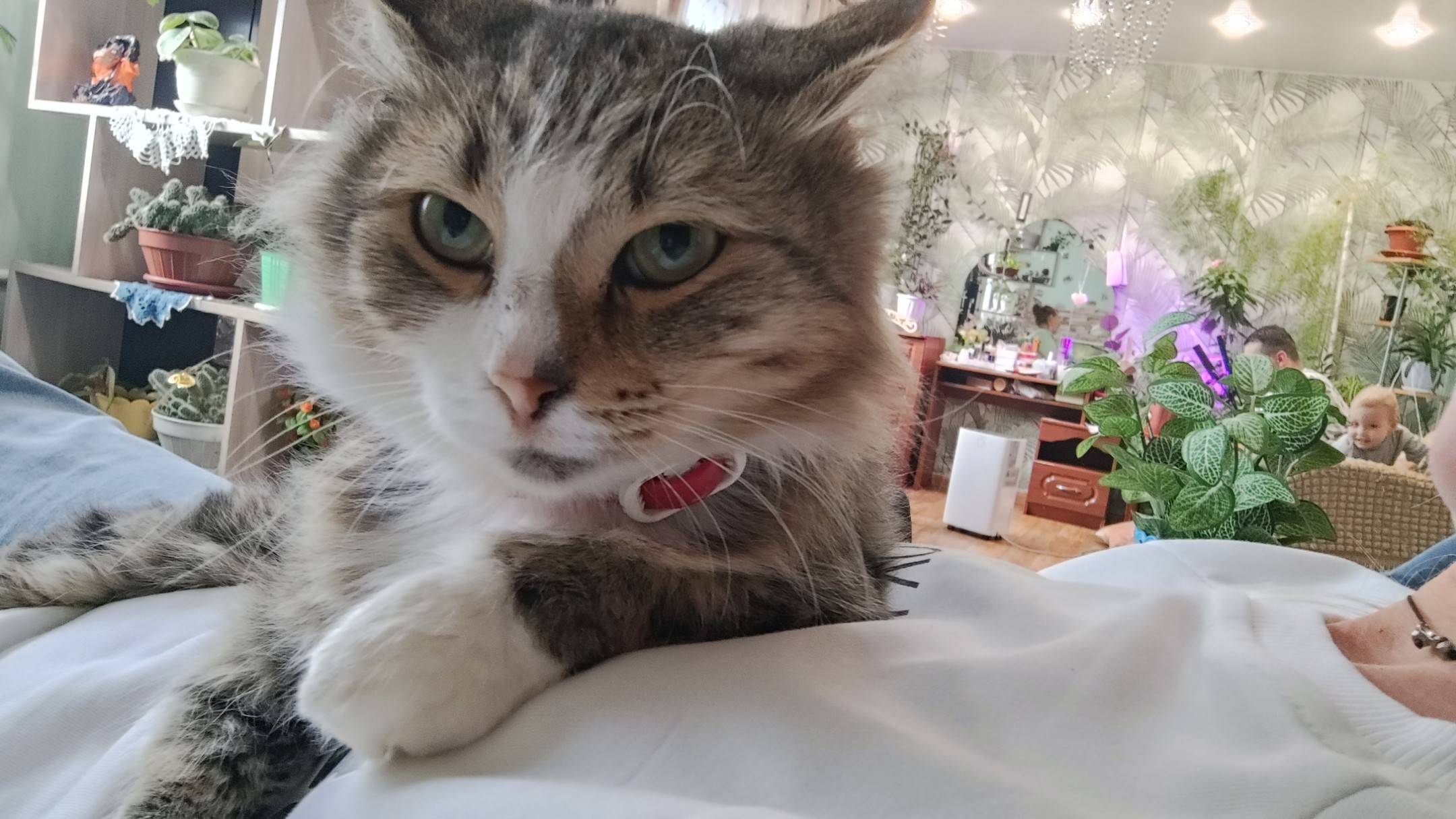 Найден кот!в районе пмк 7...