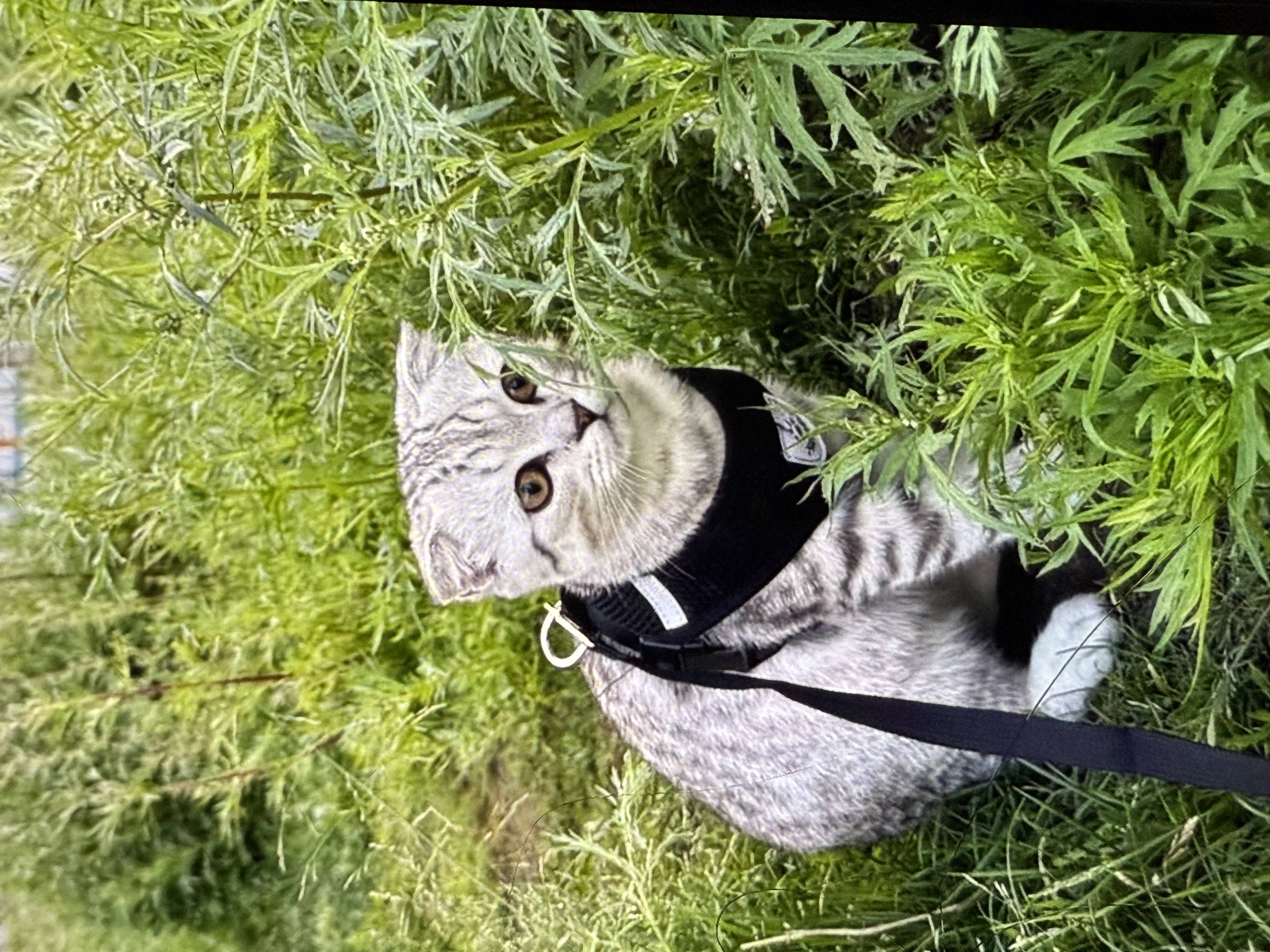 Потерялся котик 