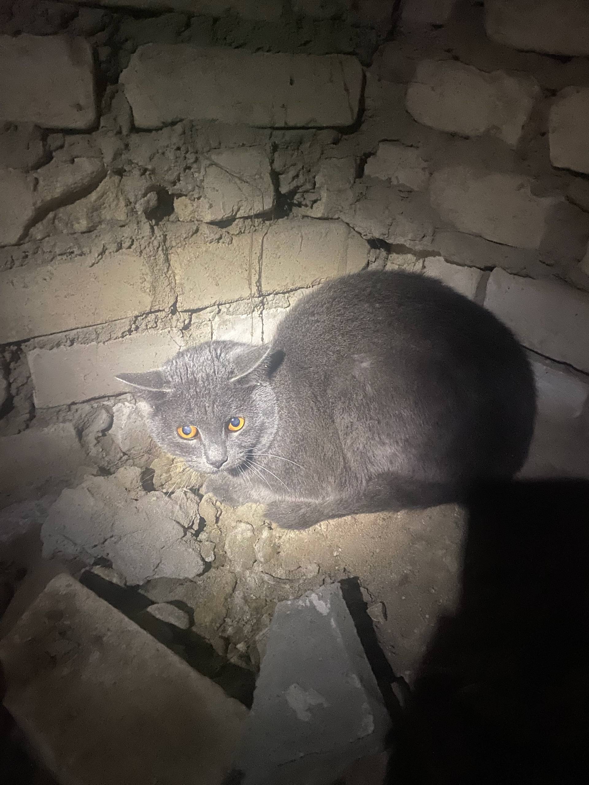 Внимание! Найден серый кот в р...