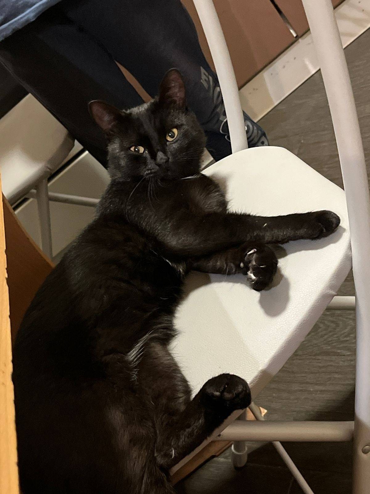 Найден котик, в районе ТЦ Октя...