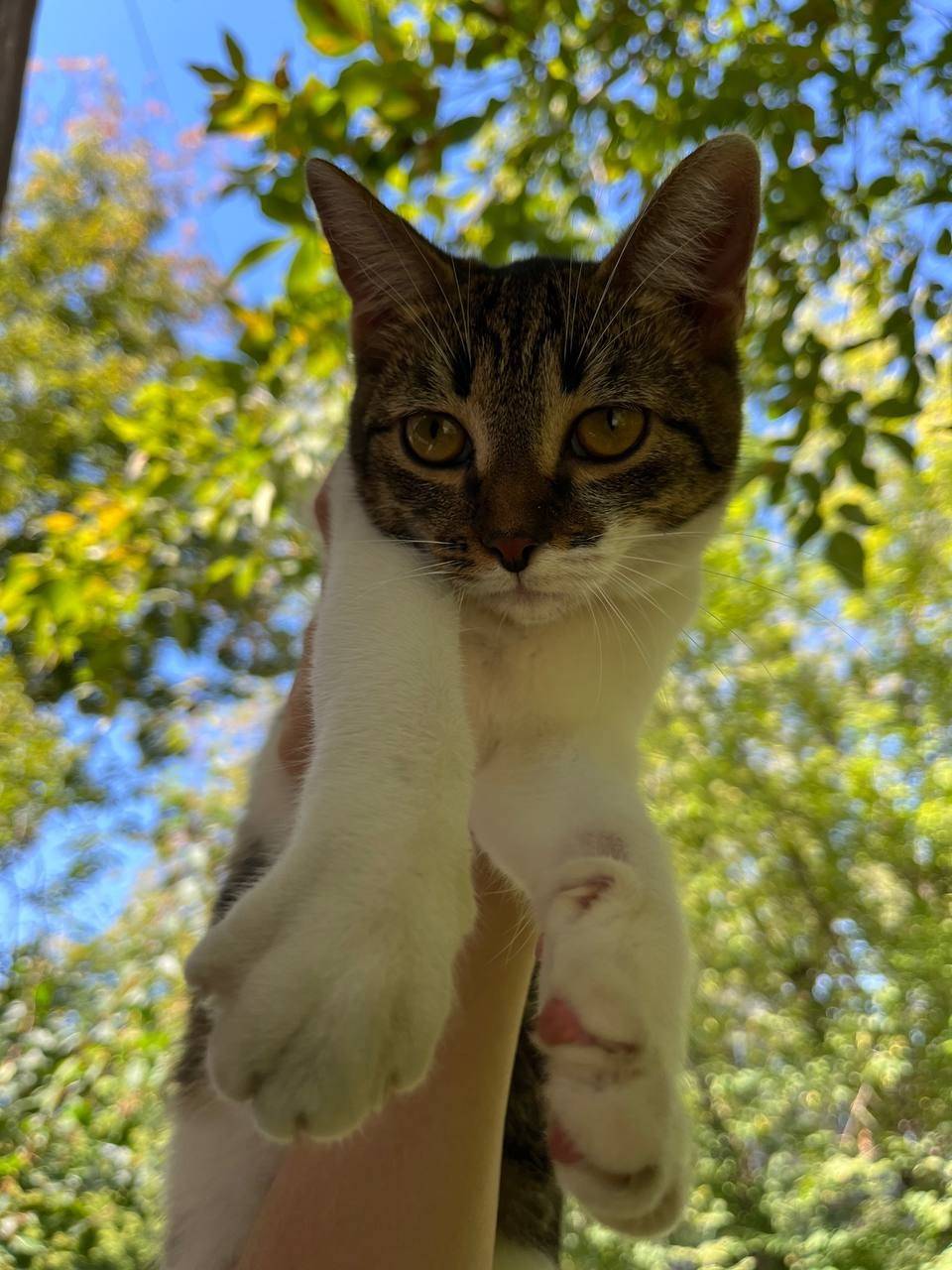 Пропала кошка! Зовут Ася Снача...