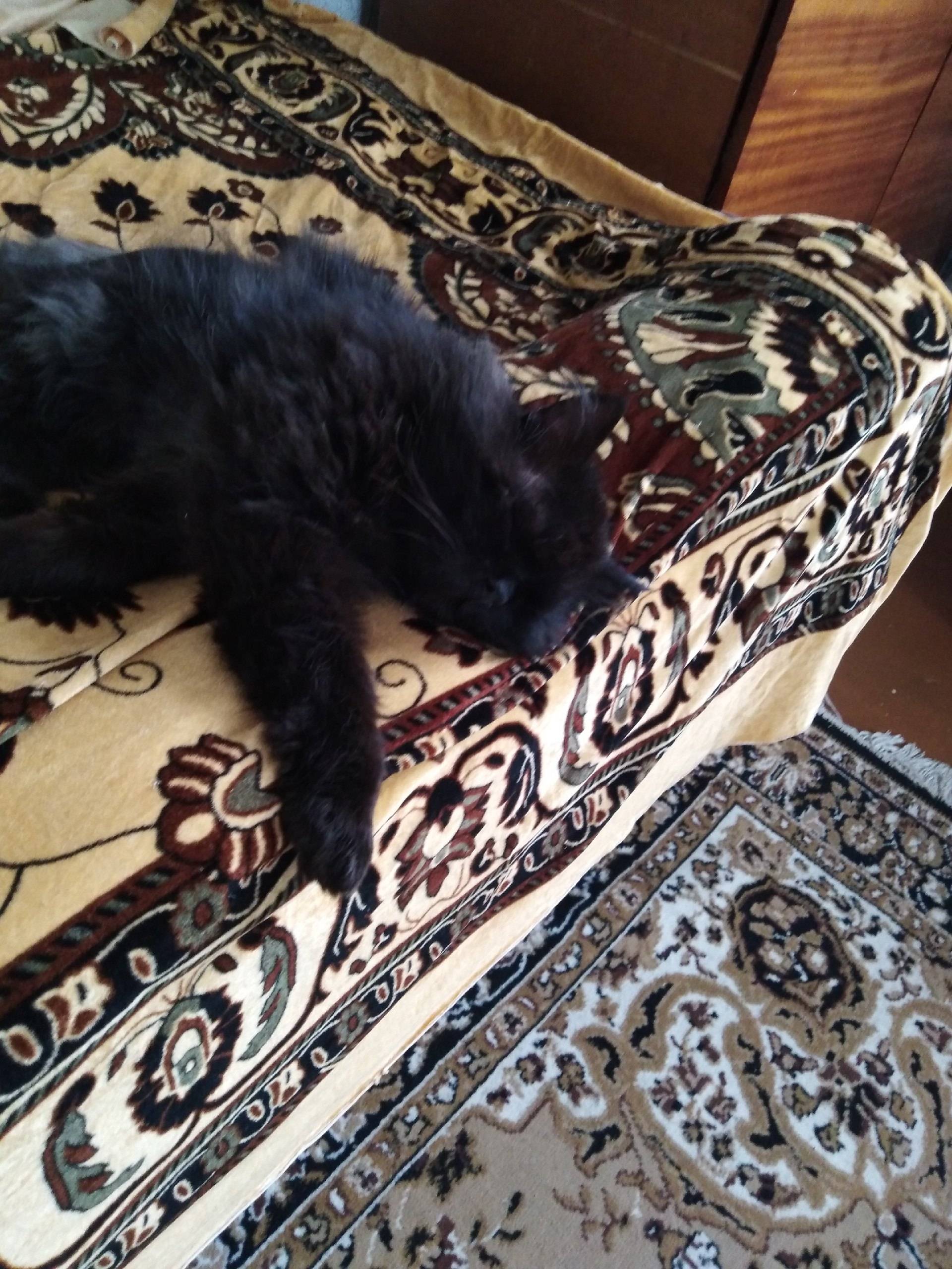 Пропал кот! В районе 1 переуло...