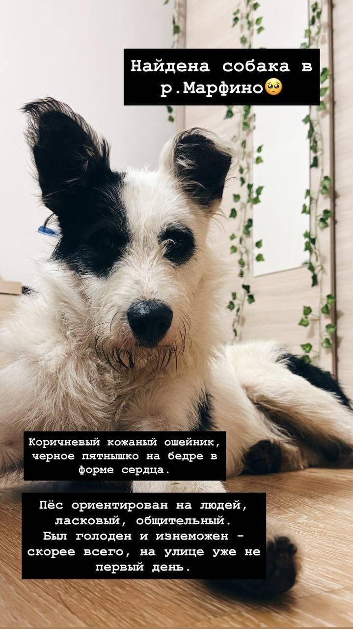 Вчера появился в мкр,может кто...
