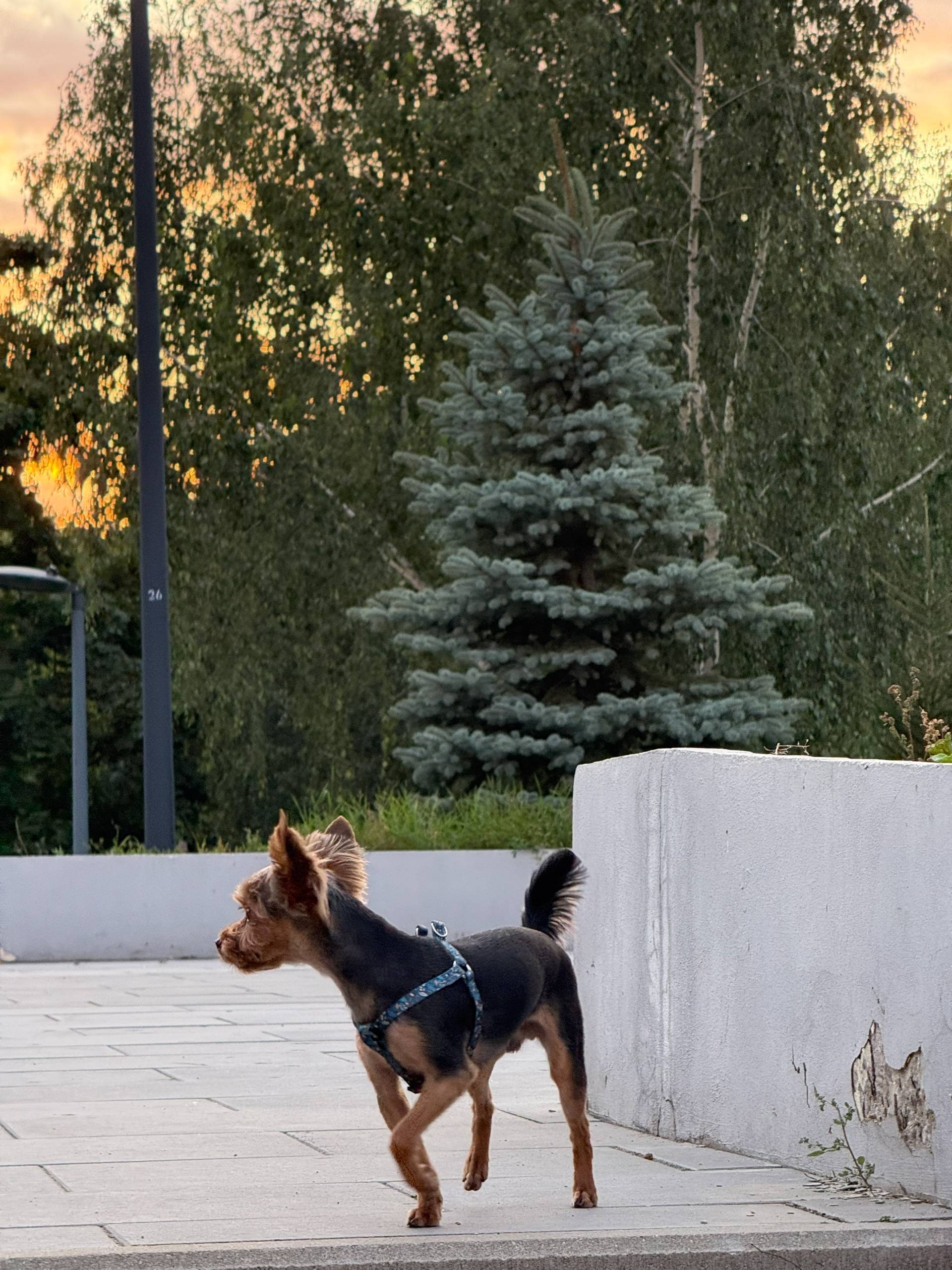 Пропала собака, Йорк, в районе...