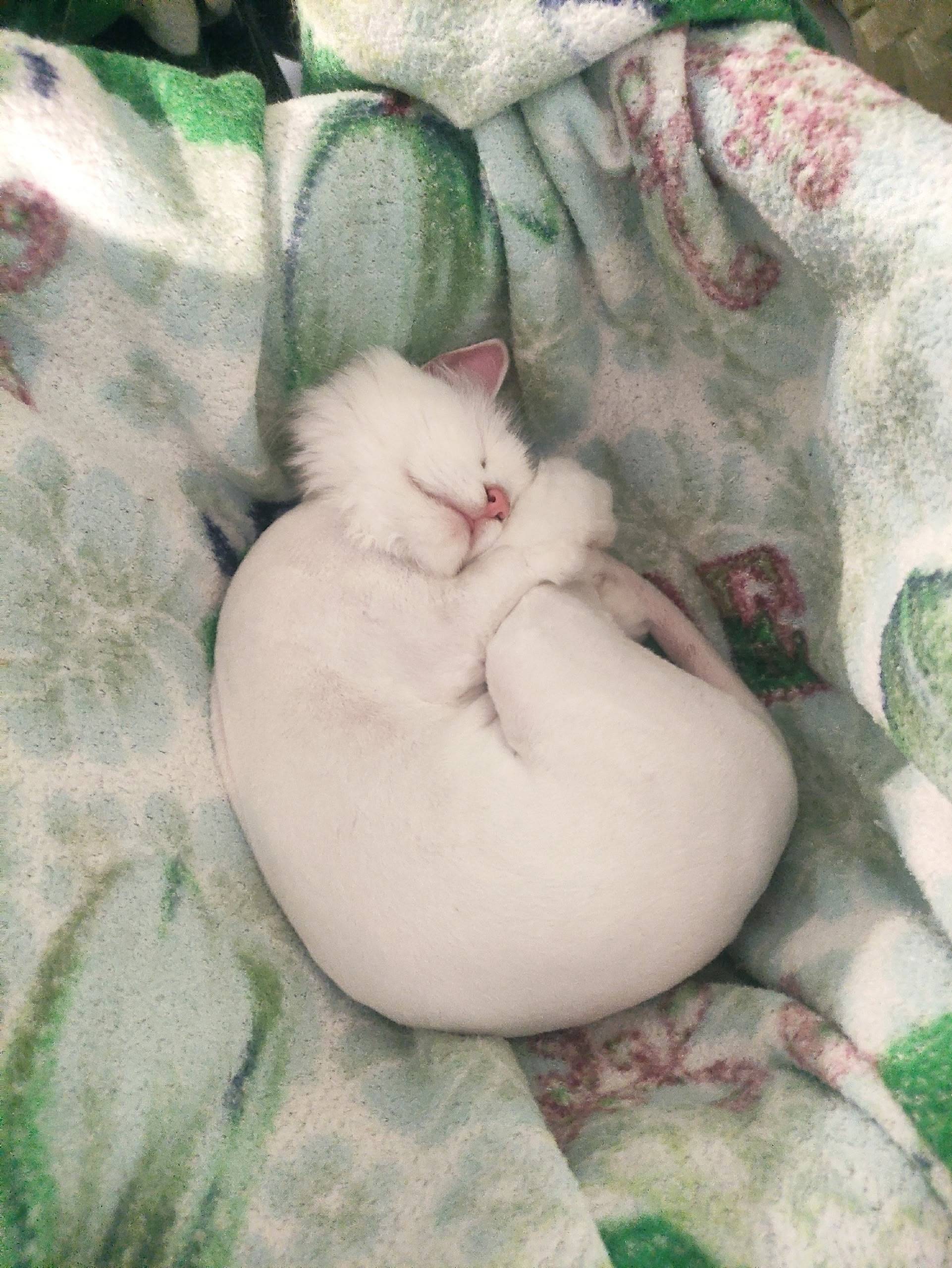 Пропала кошка 03.09 около 9...