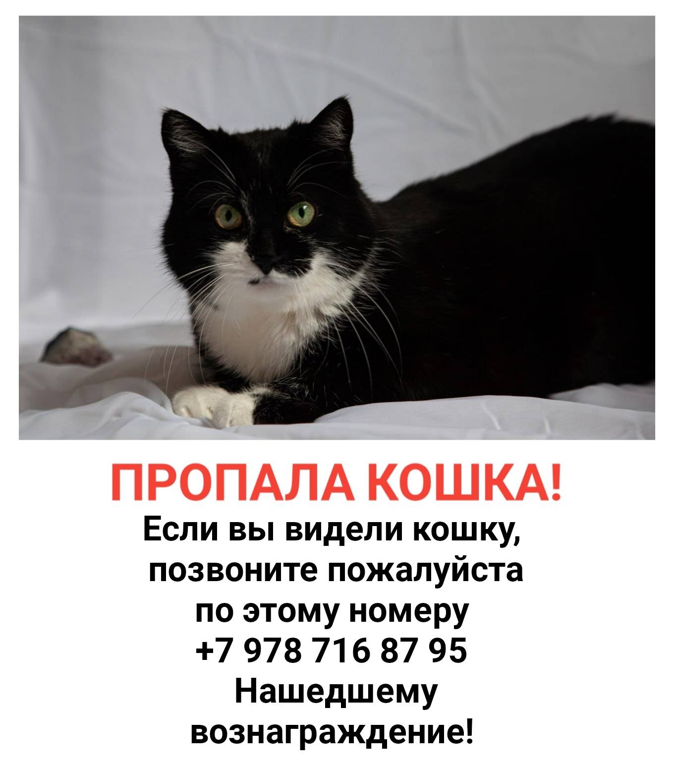 Пропала кошка!