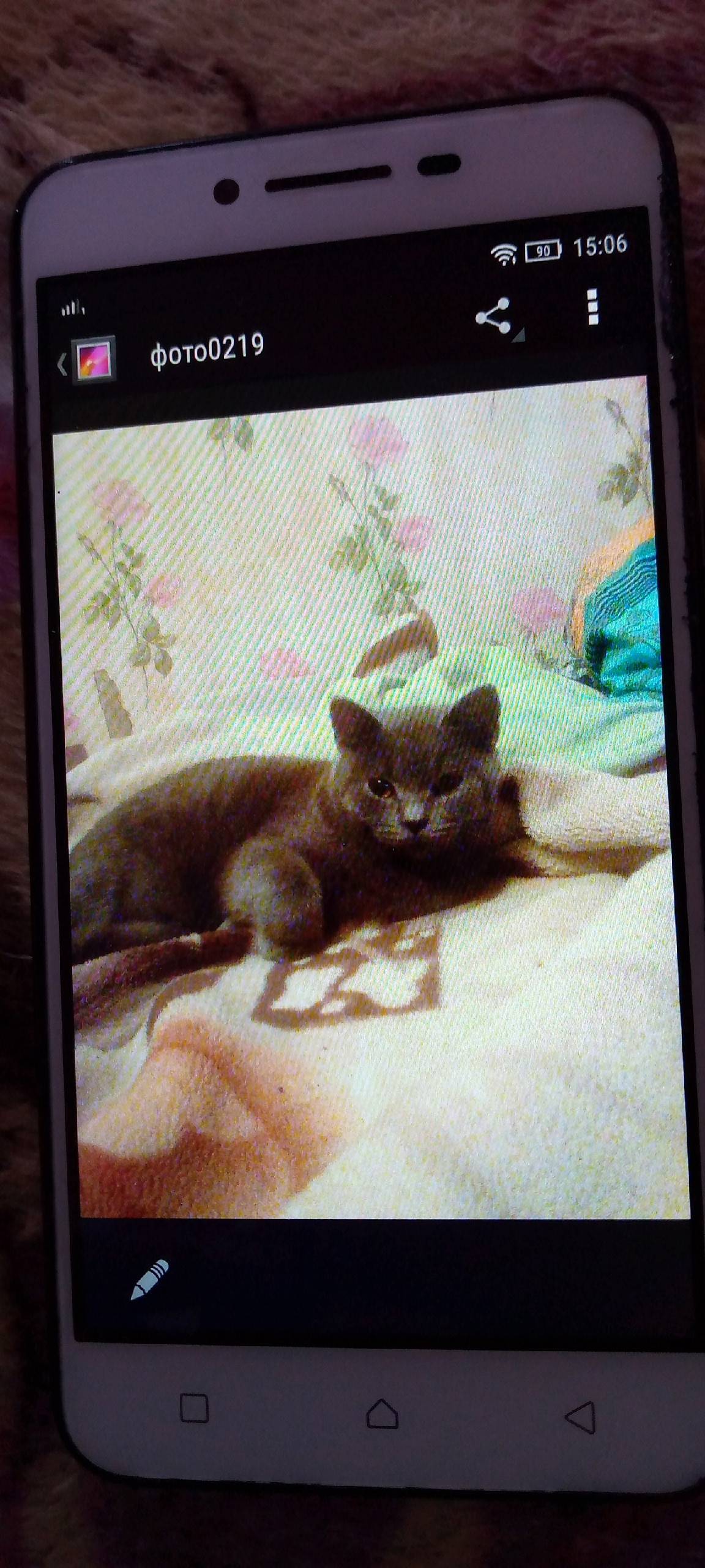 Пропал кот британский окрас го...