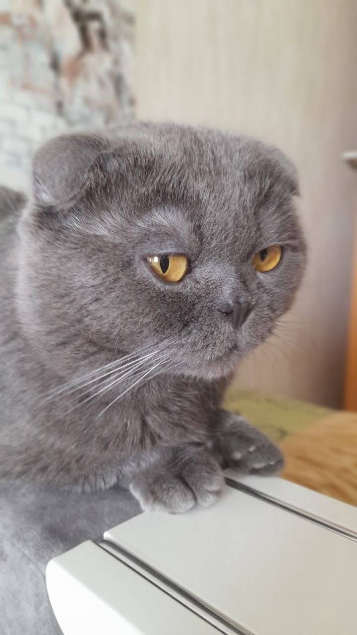 Пропал кот в р/п Пинеровка...