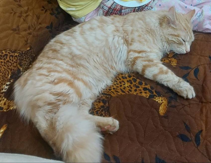 Пропал кот Симба