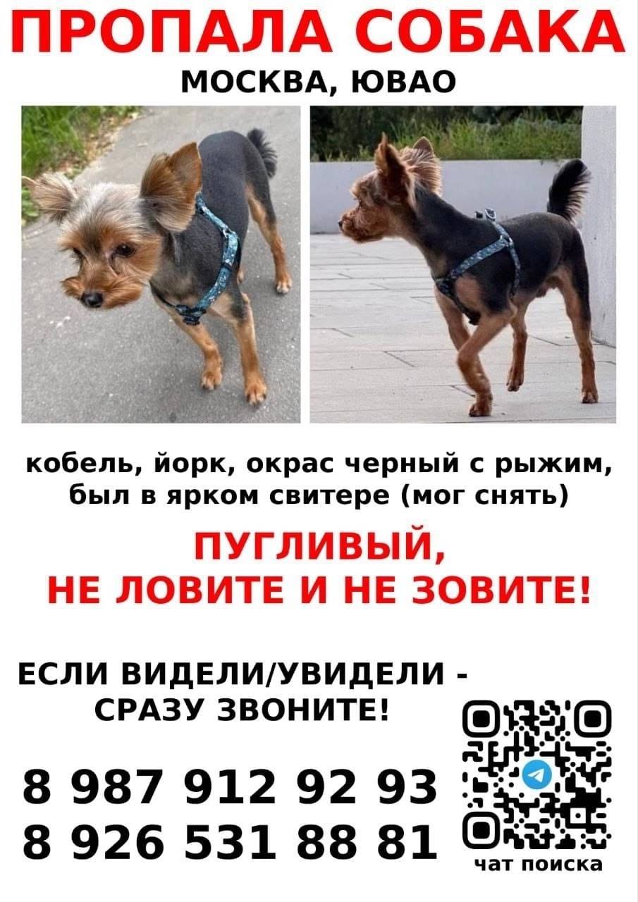 ЮВАО, Люблино Пропала собака 0...