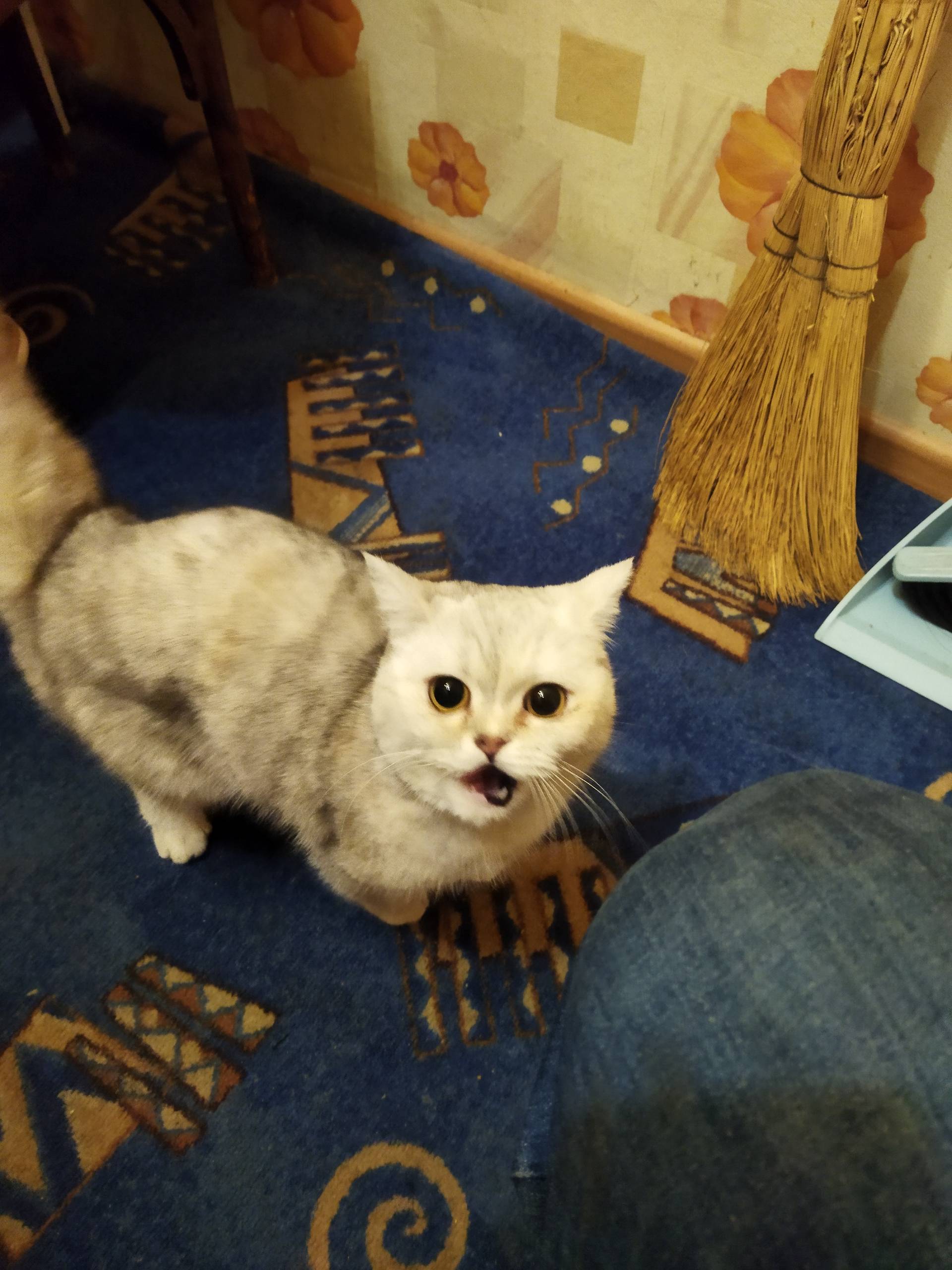 В РАЁНЕ АФРИКИ НАЙДЕНА КОШКА П...