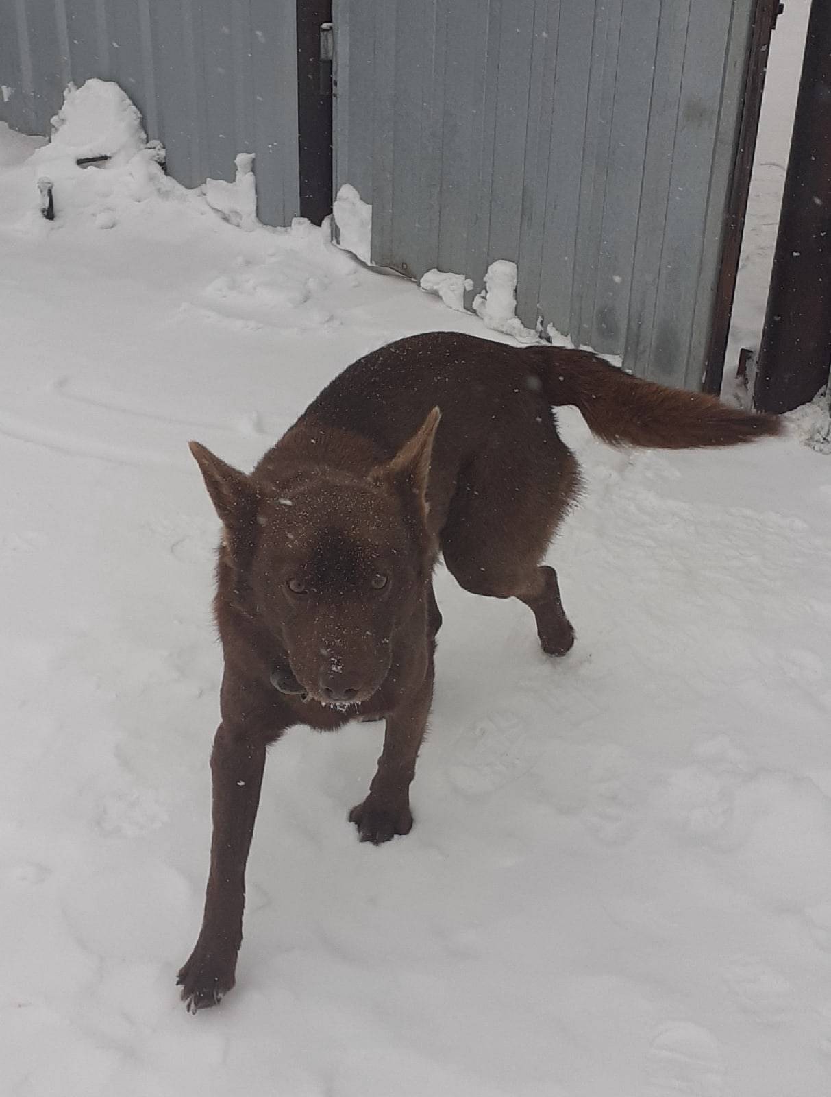 Потерялся пёс в районе Стеллы,...