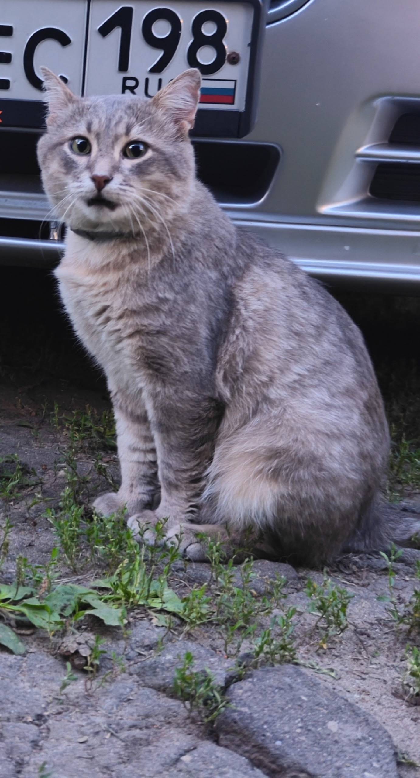 Потерялся кот по кличке Дымок....