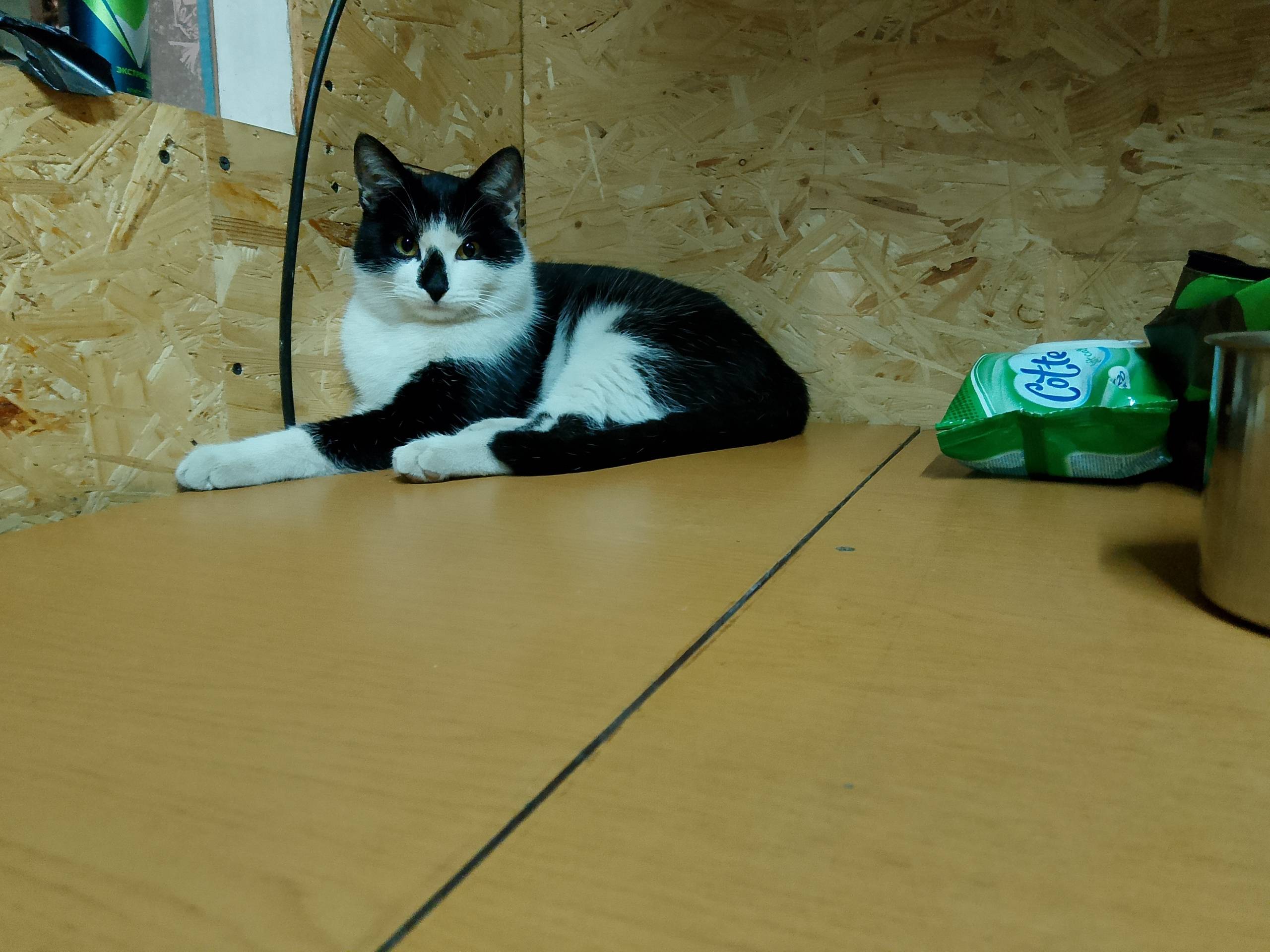 Пропал кот, в этом районе. Зов...